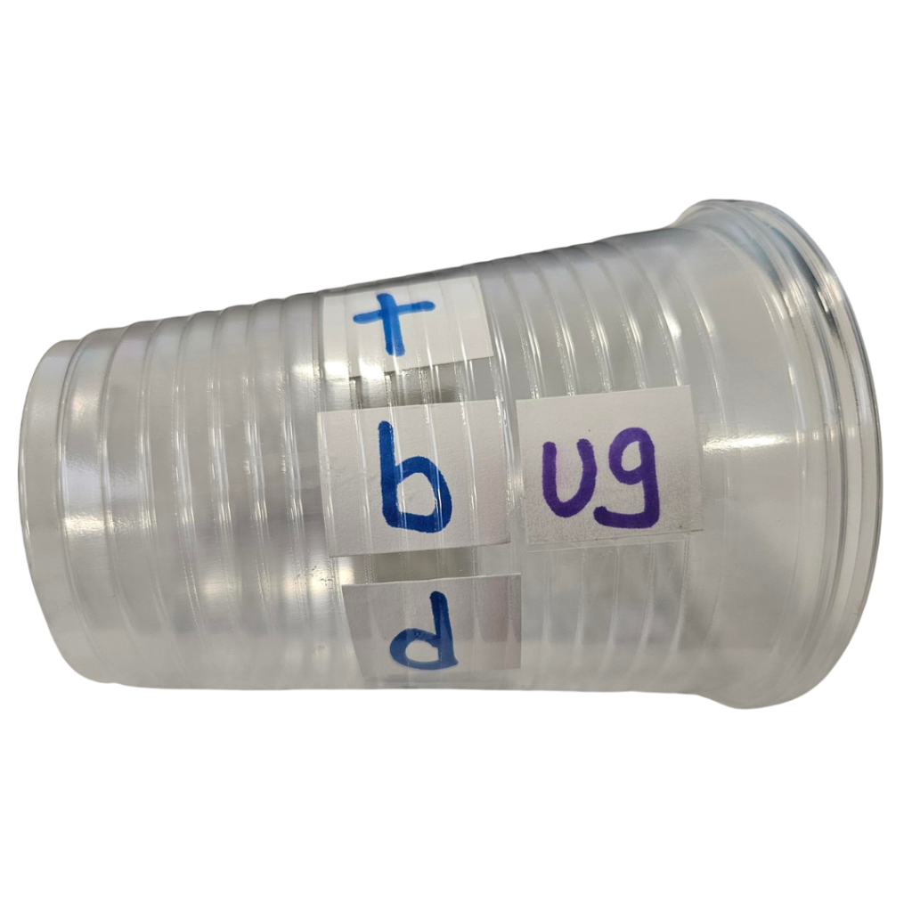A word family cup manipulative.