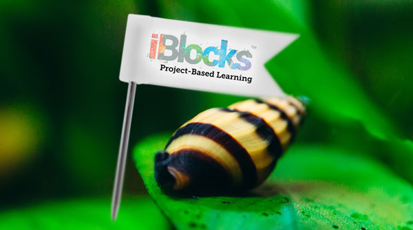 Enhance iBlocks and classroom learning with Killer Snails.